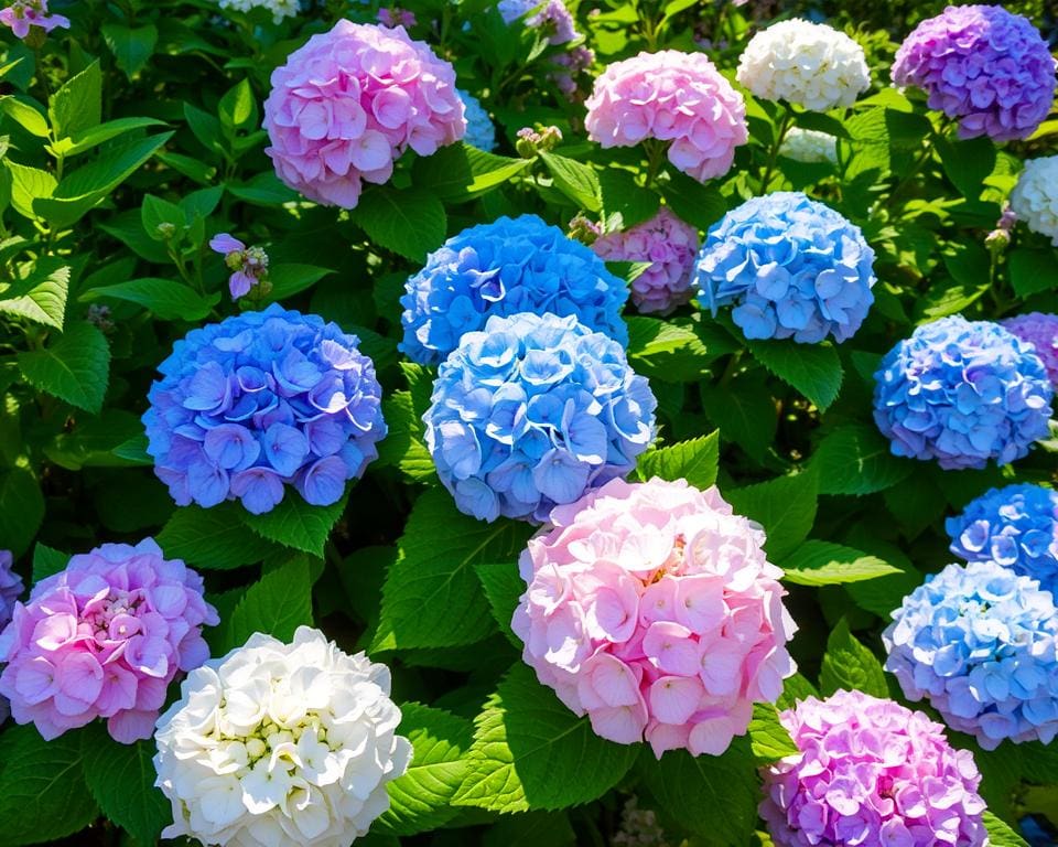 colores de hortensias para jardín