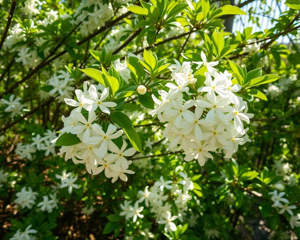 ¿Cómo florece el jazmín en primavera?