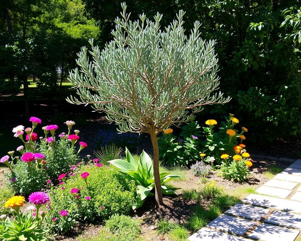 ¿Es el olivo adecuado para un jardín pequeño?