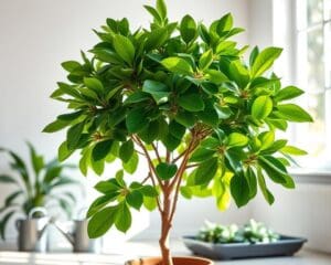 ¿Qué cuidados especiales necesita el ficus benjamina?