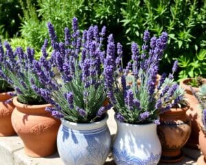 ¿Qué macetas son ideales para la lavanda?