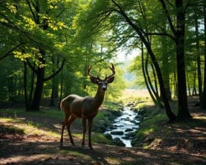¿Puede un animal equilibrar tu energía?